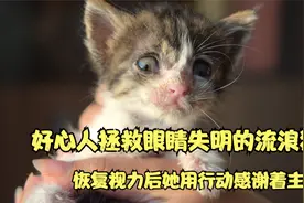 拯救双眼失明即将被饿死的流浪猫，恢复视力后用行动感谢着主人视频封面