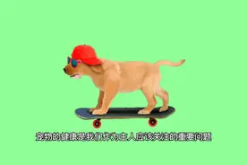 如何让宠物保持健康 (1)视频封面