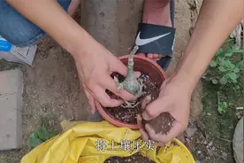 沙漠玫瑰栽种要“狠一点”，越着急越容易出问题，高手都这么干视频封面