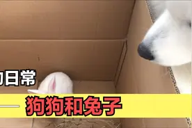 套牢子街买兔子后续，狗狗和兔子第一次见面视频封面