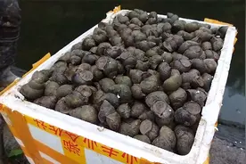 豆渣，酒渣，牛粪田螺到底吃不吃，要想亩产3000斤必须吃饲料吗？视频封面