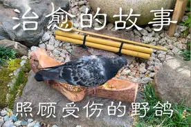 一个治愈的故事，照顾受伤的野鸽视频封面