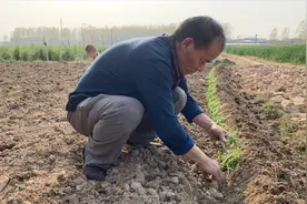 农村移栽韭菜讲究太多，教你这样处理老根须，产量最少提高几十倍视频封面