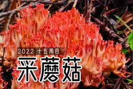 治愈采蘑菇：泡泡采到了绝美珊瑚菌，紫色的小蘑菇也开始上线了！视频封面