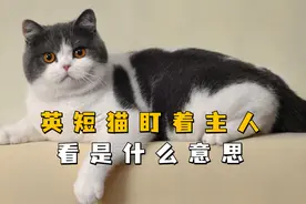 你家英短猫会一直盯着你看吗？其实它想表达这些视频封面