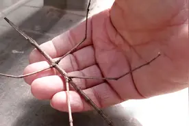 长得像干树杈一样的虫子，老人说能毒死一头牛，树杈成精了？