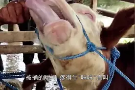 为何牛都要穿鼻环？一根大铁钉直接捅穿牛鼻，疼得牛“哞哞”直叫