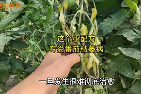 这个小配方，专治番茄枯萎病，治病效果好价格又便宜