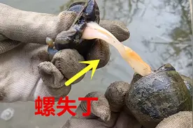 给50个福寿螺做绝育，用剪刀剪掉螺失丁，它还能活多久吗？视频封面