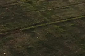 这款生根壮苗最强水溶肥，3秒生根营养吸收率高，比芸苔素强10倍视频封面