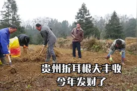 贵州用牛粪种折耳根大丰收，一亩地卖一万年入百万不是梦视频封面
