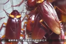 中国有座工厂，居然养了60亿只蟑螂，看到作用后老外直呼聪明。视频封面