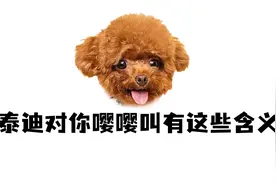 泰迪对你嘤嘤叫，有这些含义！视频封面