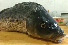 鲤鱼新吃法，这么做没有刺，做法简单，不会吃鱼的福音