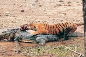 孟加拉虎大战3米7巨鳄，现实版“龙虎斗”，到底谁更厉害？