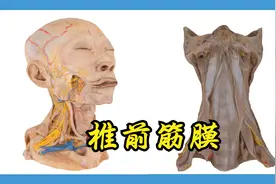 颈部的筋膜-椎前筋膜视频封面