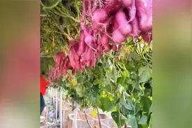 退休农业专家用牵牛花嫁接出空中红薯 悬空继续生长 一株可达40斤视频封面