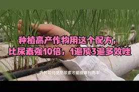 种植高产作物用这个配方，比尿素强10倍，1遍顶3遍多效唑视频封面