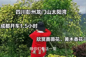 4月24日四川彭州龙门山太阳湾，蔷薇花开了，特别美的是黄木香花视频封面