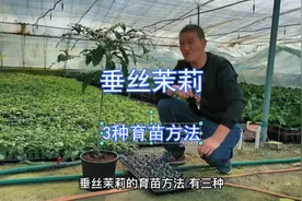 来“基地”偷偷“告诉”大家关于“垂丝茉莉”的“3种”育苗方法视频封面
