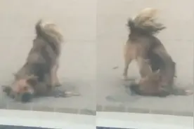 流浪狗被车压扁，同伴打滚挠地被车鸣吓到也不走，网友：万物有灵视频封面