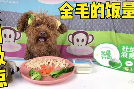 饿一天的泰迪把主人整的美食全吃光，还不忘刷盘子，这种饿装不了视频封面