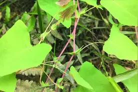 猫儿刺全身是宝，现在已经价值珍贵，听说蛇看见了也会倒退视频封面