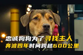 一条狗的回家路：忠诚狗狗奔波四年跨越六百公里，只为了寻找主人视频封面