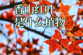 会变红叶的枫香树，也叫路路通，北京香山的红叶是什么植物