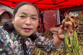 东北农村秋收时刻，毛葱已经开始收获了，一片地10几个人忙活