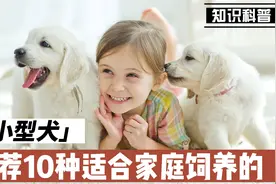 推荐10种适合家庭饲养的小型犬，非常可爱，特别适合在城市中饲养视频封面