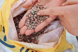 开箱一袋小颗粒，种多肉植物杠杠的，最重要的是“省钱”视频封面