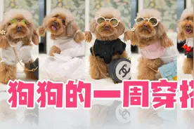 狗狗到底有多精致？来看看小泰迪一周穿搭，7天不重样！视频封面