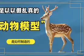 真皮动物模型，和真正的动物完全可以以假乱真，制作也是很大技巧视频封面