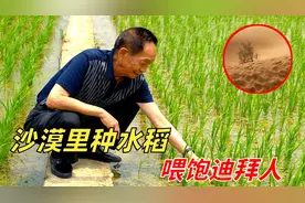 中国人在迪拜沙漠种出水稻，海水灌溉盐碱地成良田？怎么做到的？视频封面