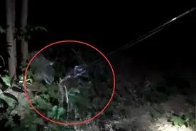 河南安阳多村频现蛇影！个子虽小蛇性凶猛吓坏村民视频封面