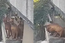 吃瓜要谨慎！4只狗组团看热闹1只被挤下楼，主人：楼不高狗没事视频封面