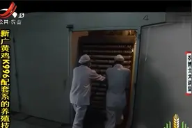 孵化新广黄鸡种蛋，入孵前挑选并消毒，雏鸡出壳后还要做这些处理视频封面