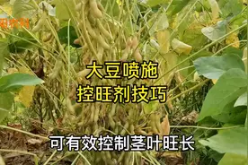 大豆在这个时期喷施控旺剂，结荚多籽粒饱，增产最显著视频封面