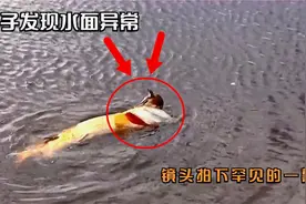 男子发现水面异常，走近一看却惊呆了，镜头拍下罕见的一幕！视频封面