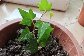 常春藤太好养了，是个繁殖小能手，剪几根枝条插到土里，轻松爆盆视频封面