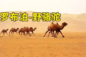 生命禁区罗布泊有动物，比大熊猫还稀有，全世界不超1000只！视频封面