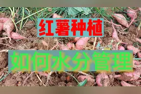 种植红薯，水分管理很是重要。视频封面
