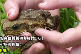 男子因抓癞蛤蟆被判6月罚1万，蟾蜍有何特殊价值？为何不能抓？视频封面