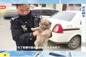暖心交警！小狗天冷为取暖躲在车下，交警暖心抱回视频封面