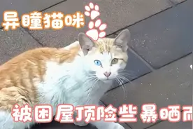 漂亮的异瞳猫咪被困屋顶，太阳暴晒温度高达80度，是人为还是丢弃视频封面