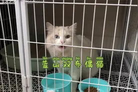 你家布偶猫颜色很浅又没毛量知道为什么吗？视频封面