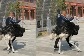 安徽阜阳景区鸵鸟“出逃”被牵脖带回，网友：像极小时候犯错的你视频封面