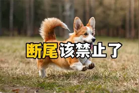 断尾，真的是为了保护柯基吗？视频封面