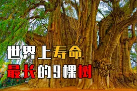 盘点世界寿命最长的9棵树，为什么树可以活千年，人最多活百年？视频封面